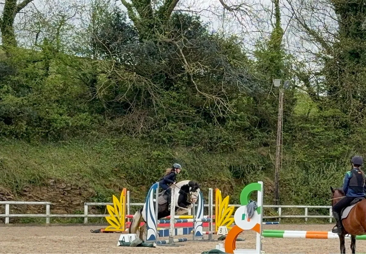13hh Coloured Gelding - Image 4