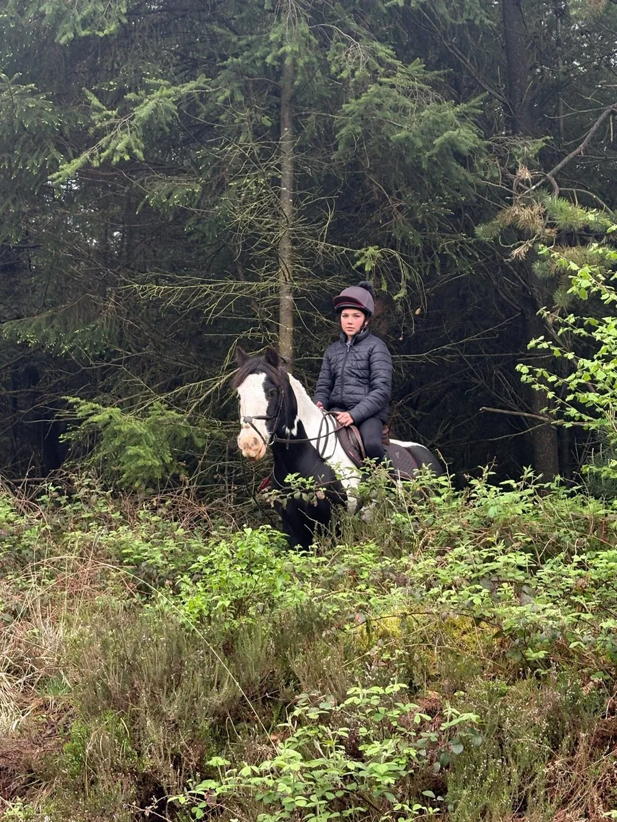13hh Coloured Gelding - Image 1