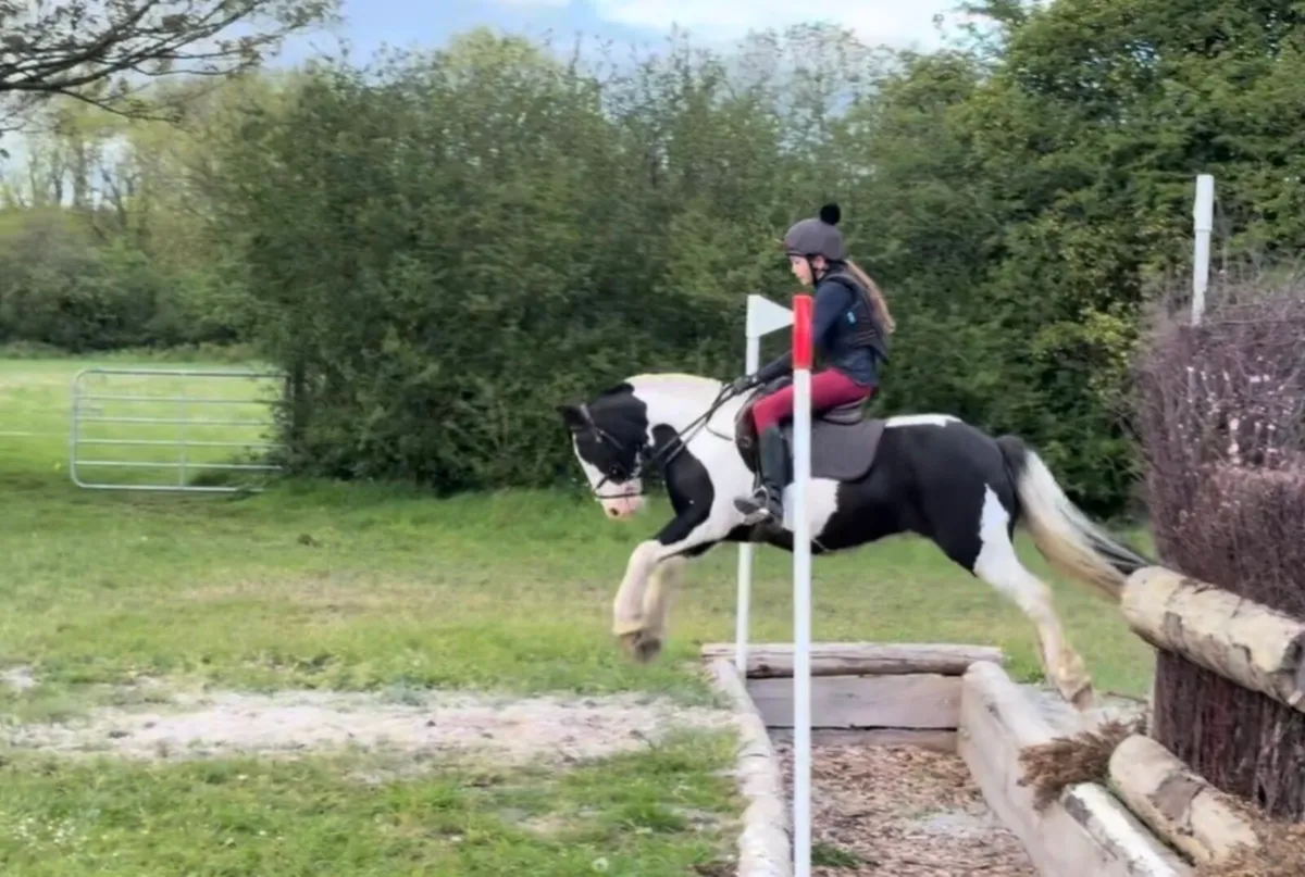 13hh Coloured Gelding - Image 2