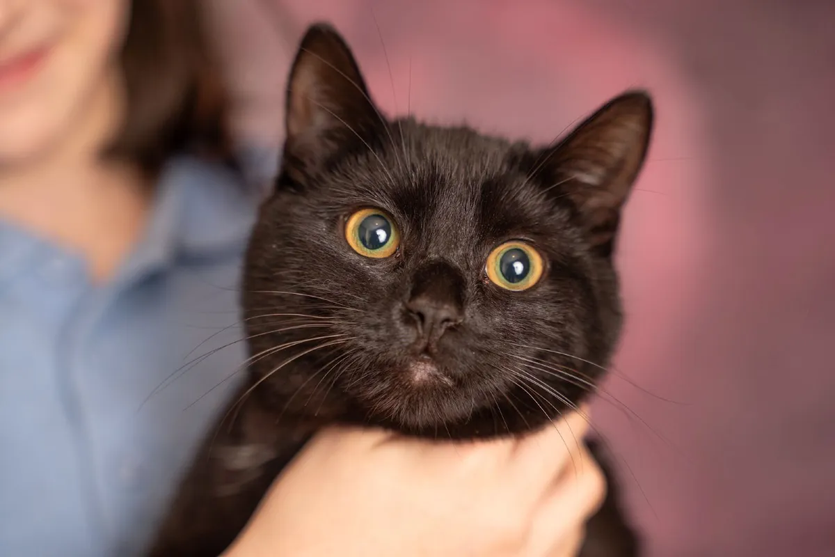 British shorthair kittens - Image 3