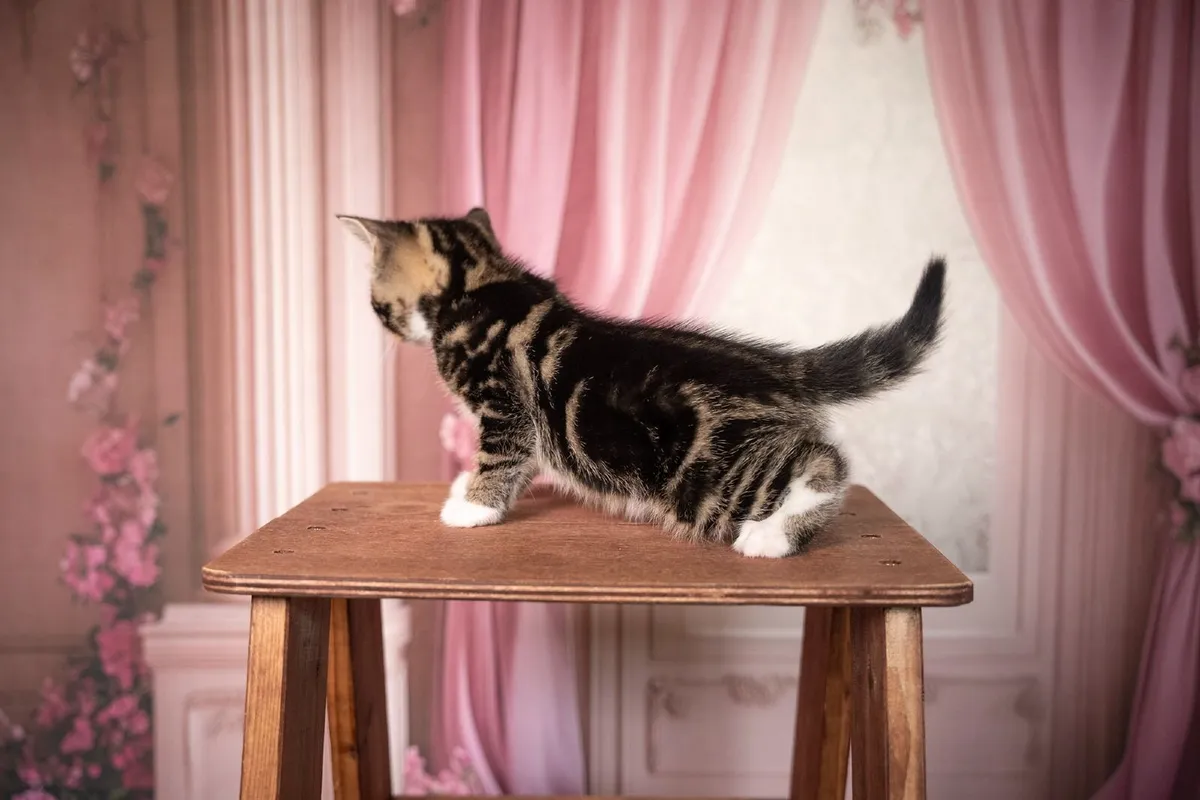 British shorthair kittens - Image 3