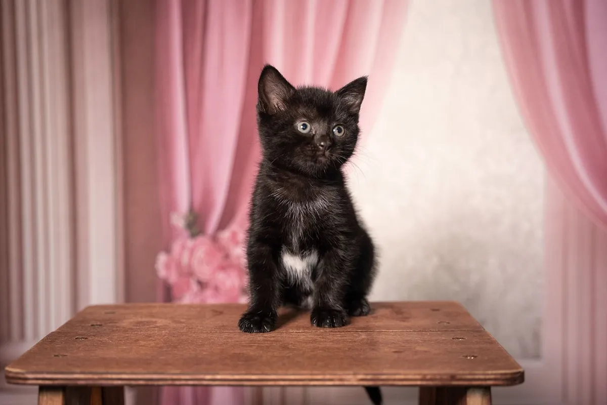 British shorthair kittens - Image 4