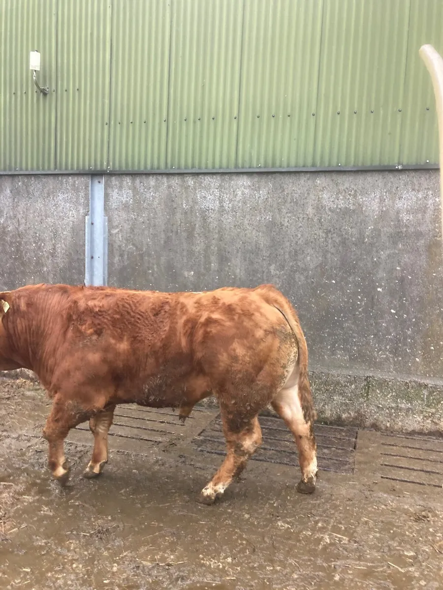 LM Bull