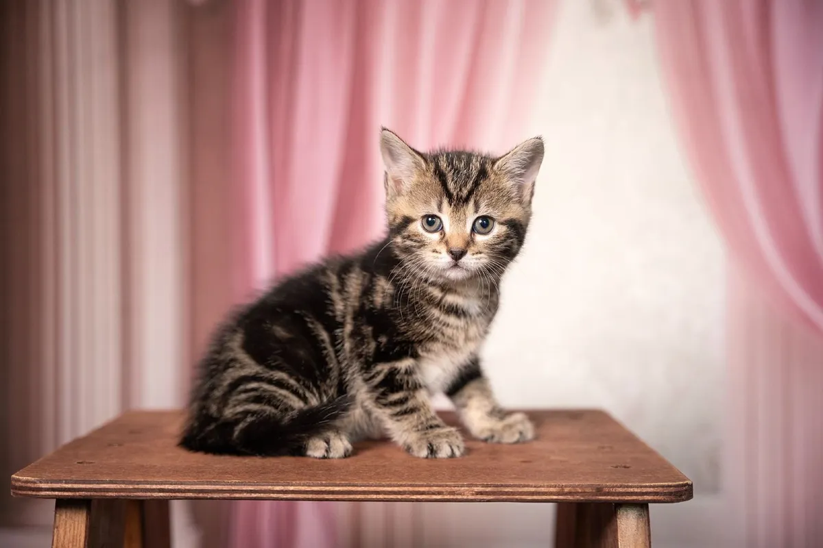 British shorthair kittens - Image 1