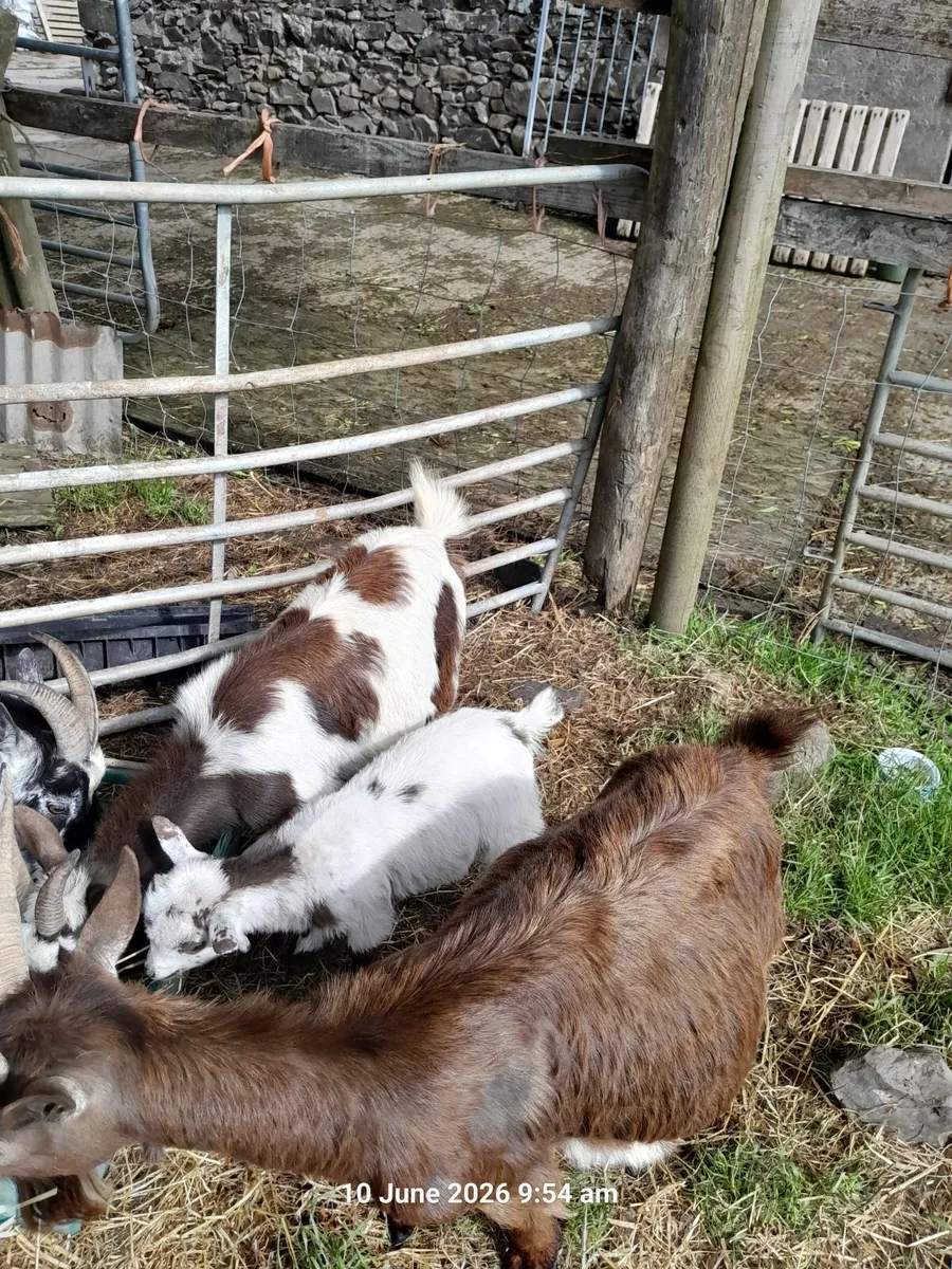 Pigmy kids - Image 1