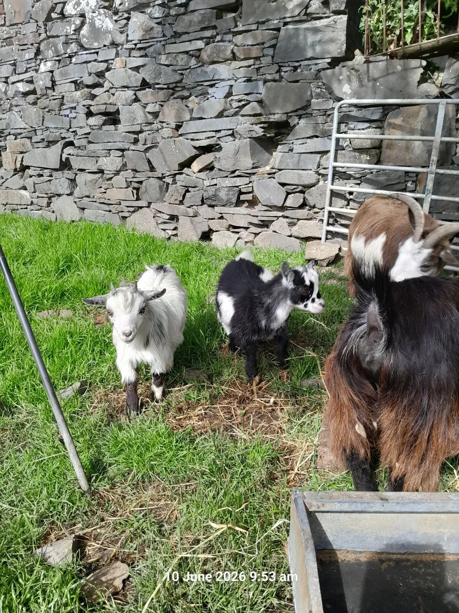 Pigmy kids - Image 2