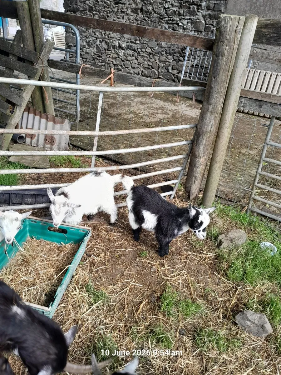 Pigmy kids - Image 3