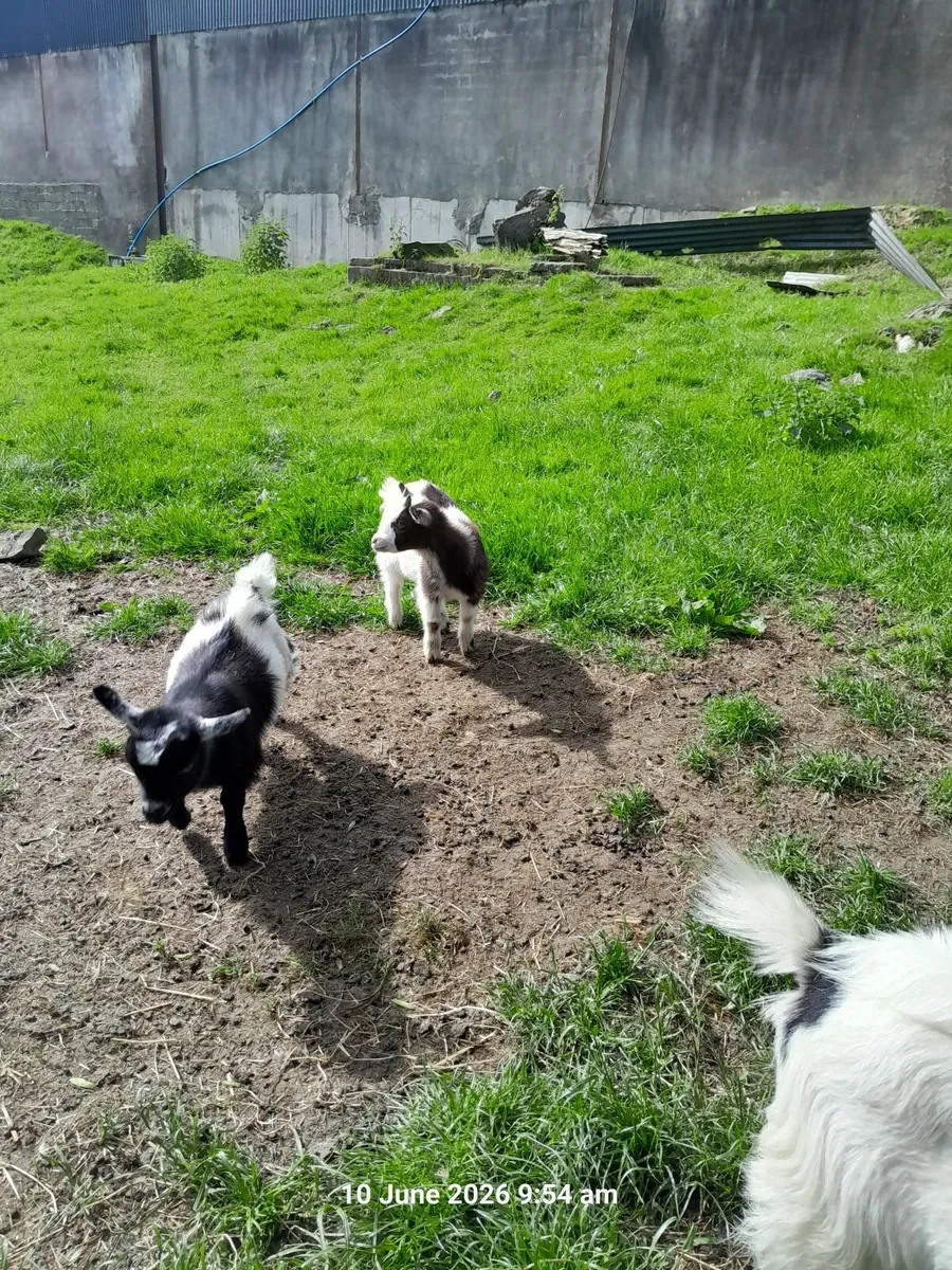 Pigmy kids - Image 4