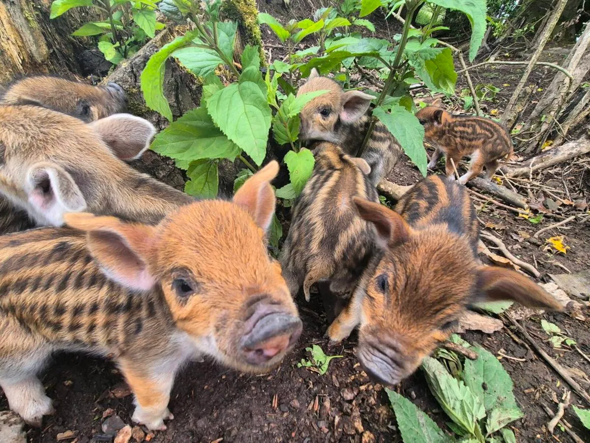 The perfect piglets - Image 2