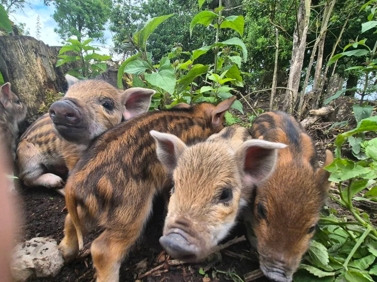 The perfect piglets - Image 3