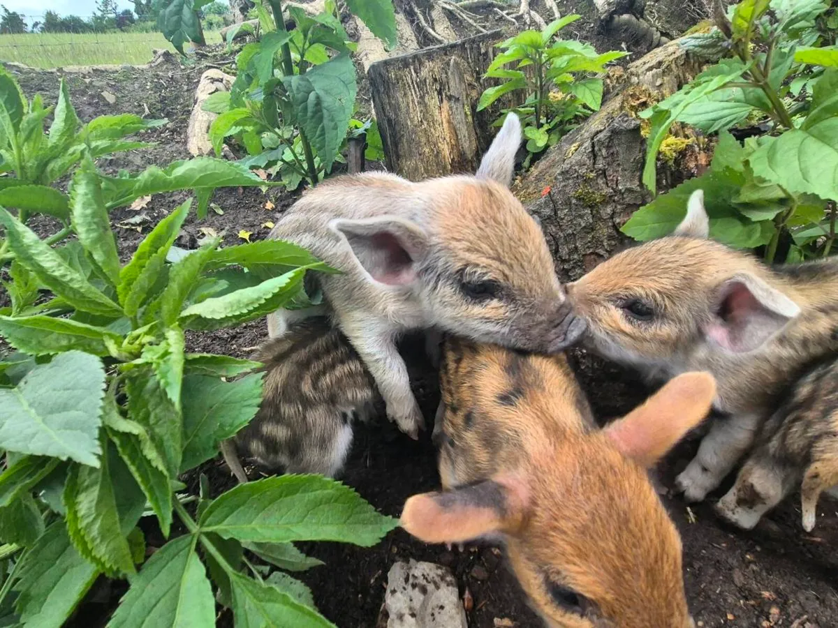 The perfect piglets - Image 4