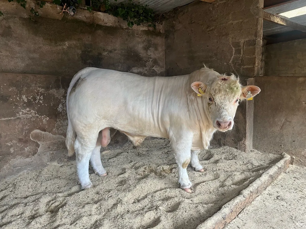 Charolais Bull