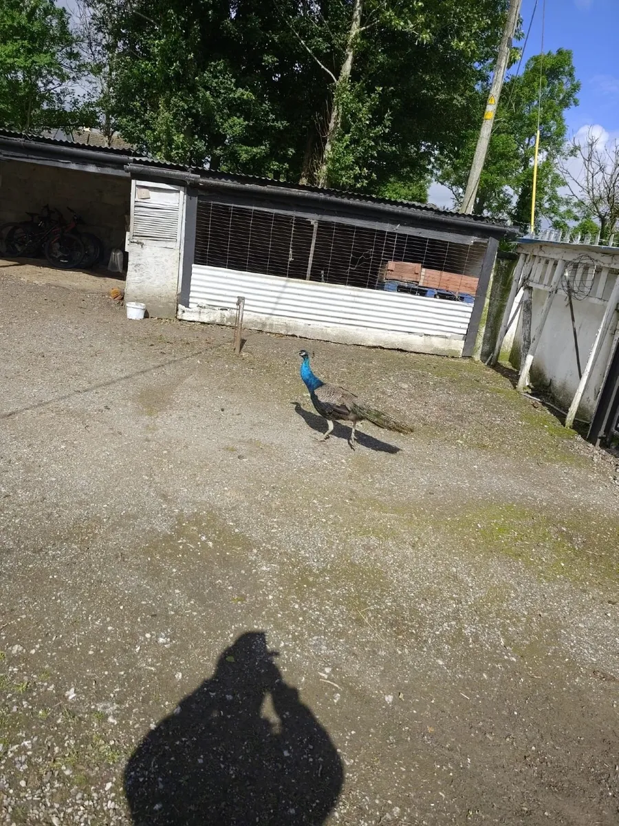Peacocks