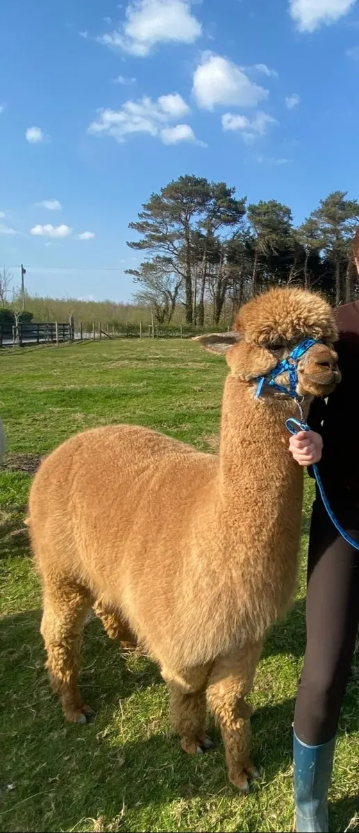 Pedigree Alpacas - Image 3