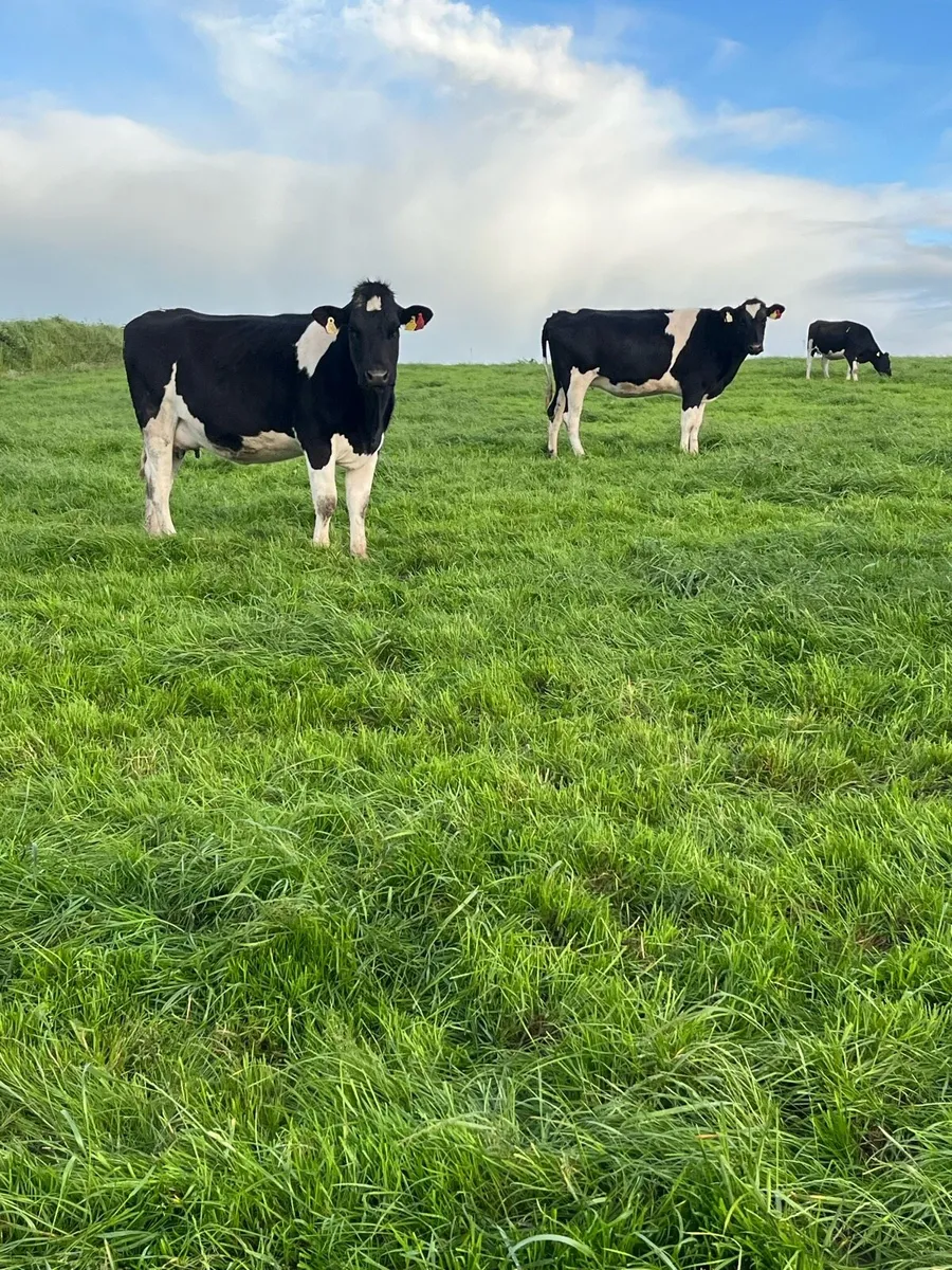 Summer/autumn calving heifers - Image 1