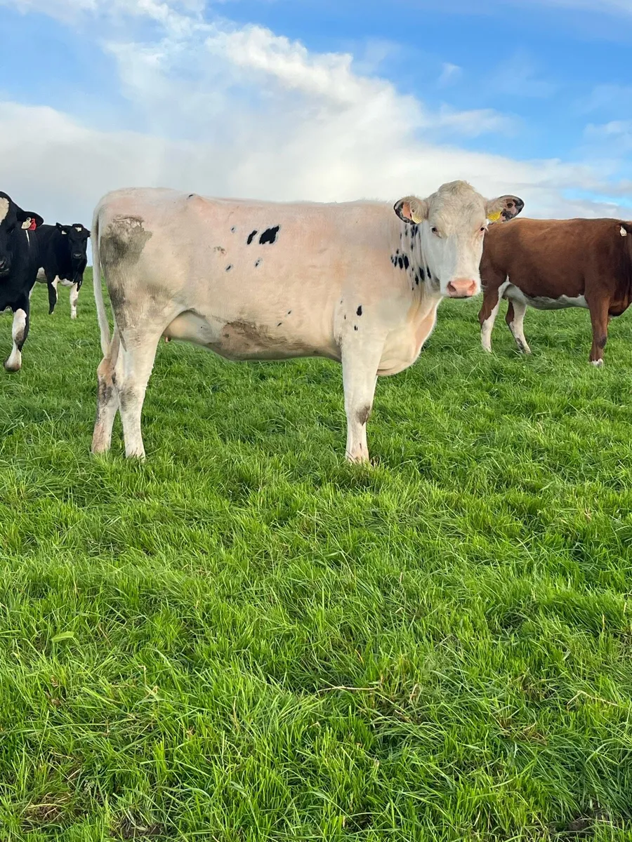 Summer/autumn calving heifers - Image 2