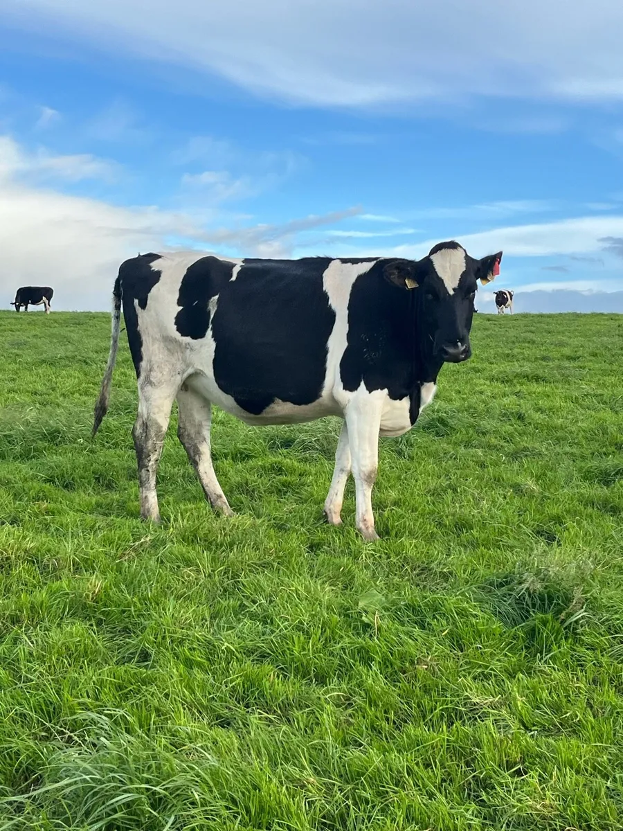 Summer/autumn calving heifers - Image 3