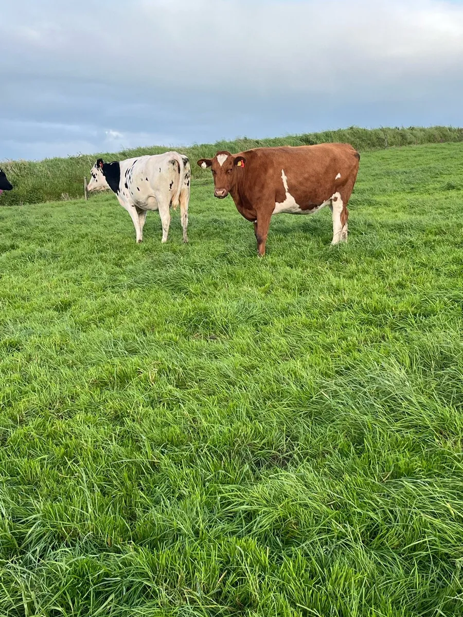 Summer/autumn calving heifers - Image 4