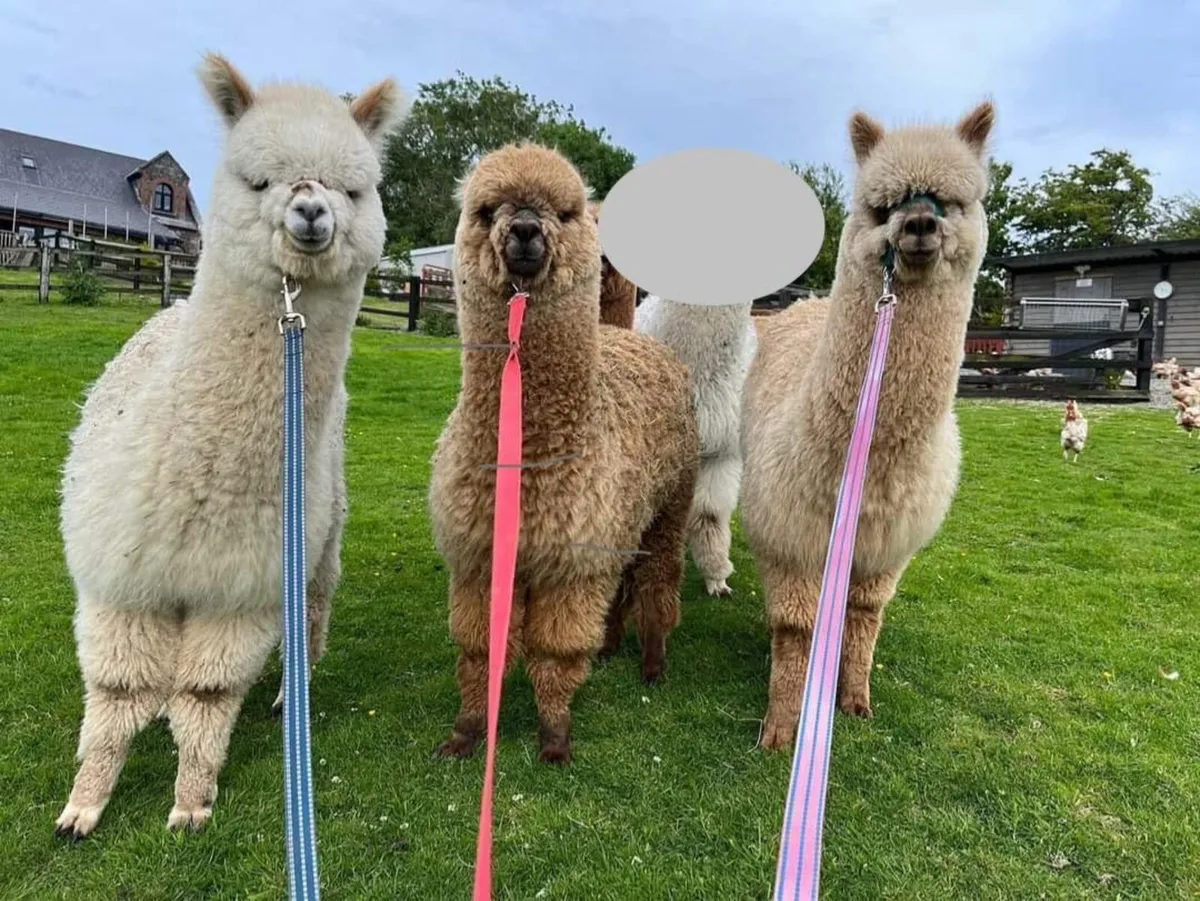 Pedigree Alpacas - Image 1