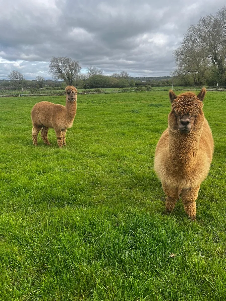 Pedigree Alpacas - Image 4