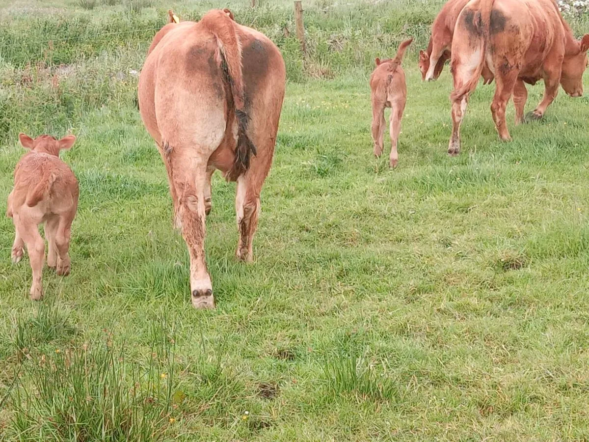 2 lim Springers with Calfs one 5* - Image 3