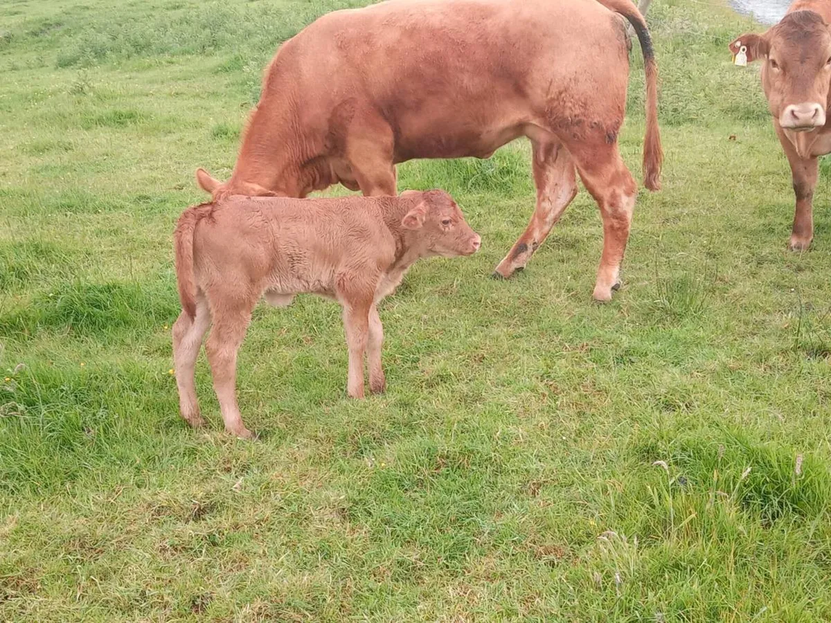 2 lim Springers with Calfs one 5* - Image 4