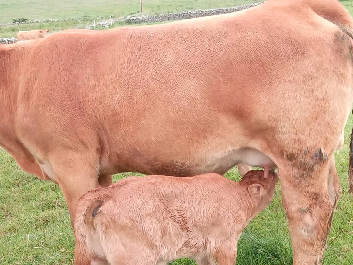 2 lim Springers with Calfs one 5* - Image 1