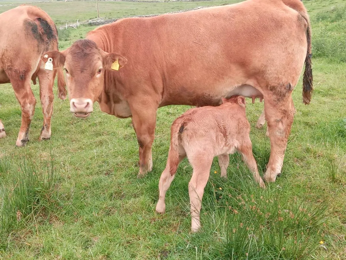 2 lim Springers with Calfs one 5* - Image 2
