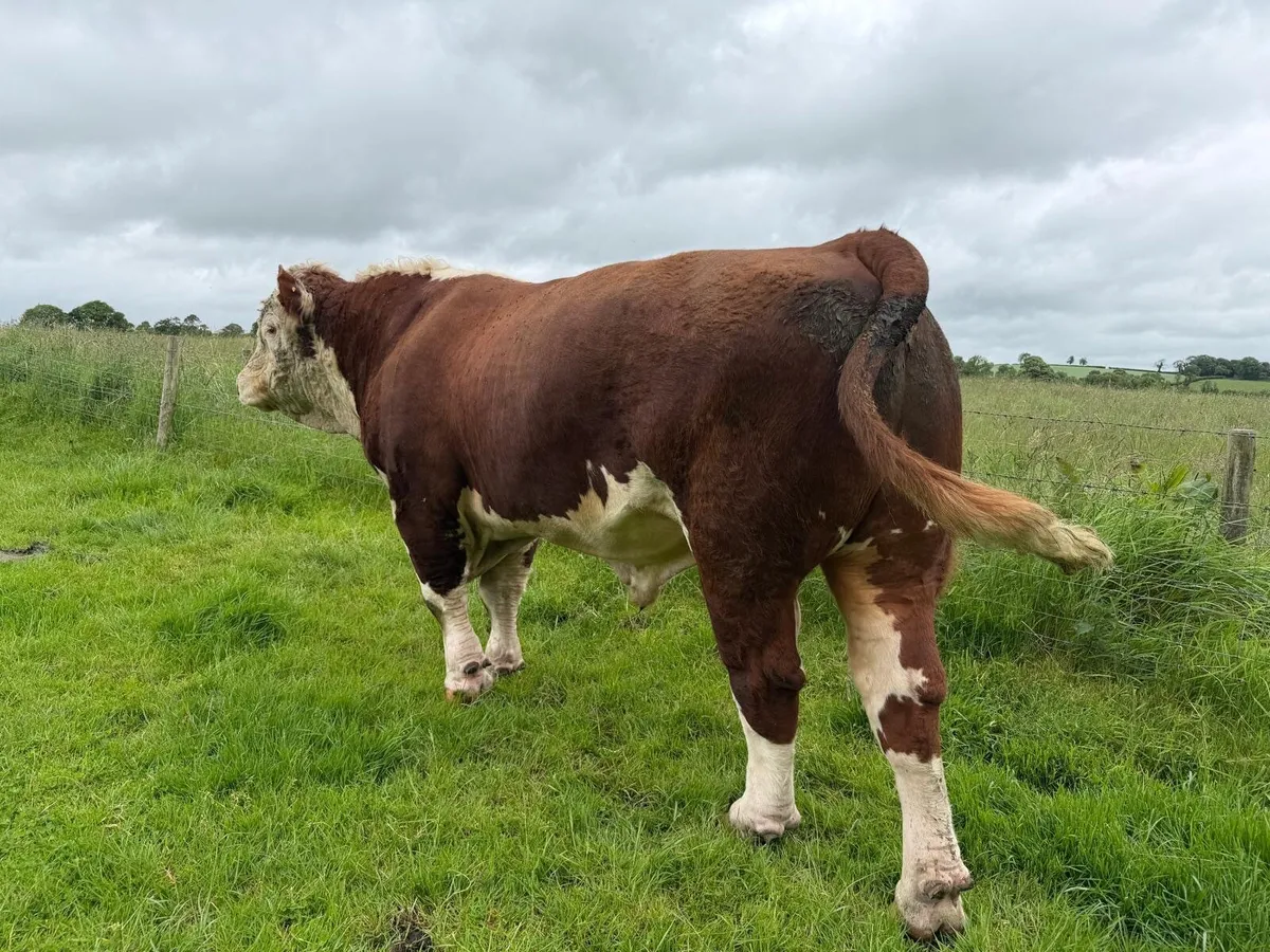 Pedigree Hereford Bull - Image 4
