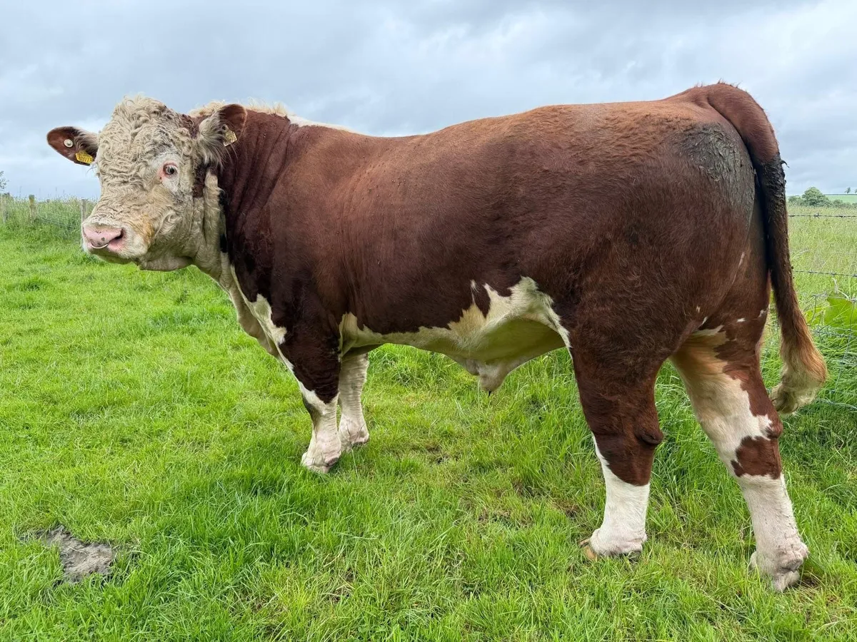 Pedigree Hereford Bull - Image 1