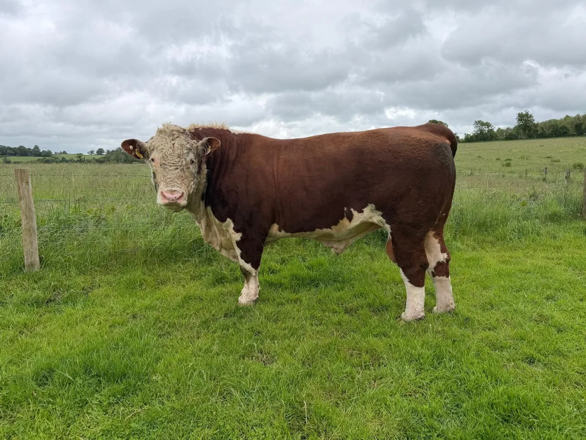 Pedigree Hereford Bull - Image 3