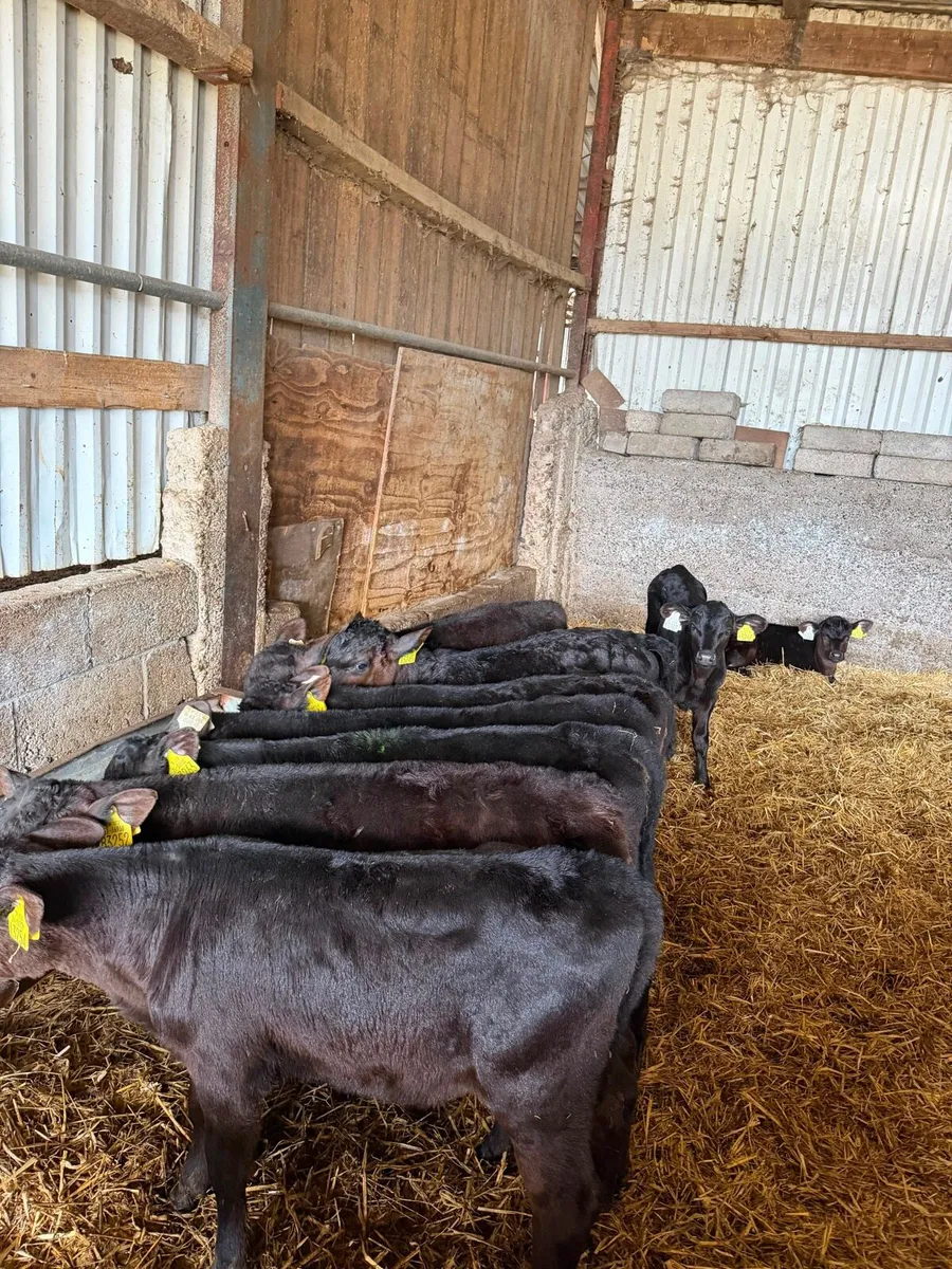 Angus Calves - Image 1