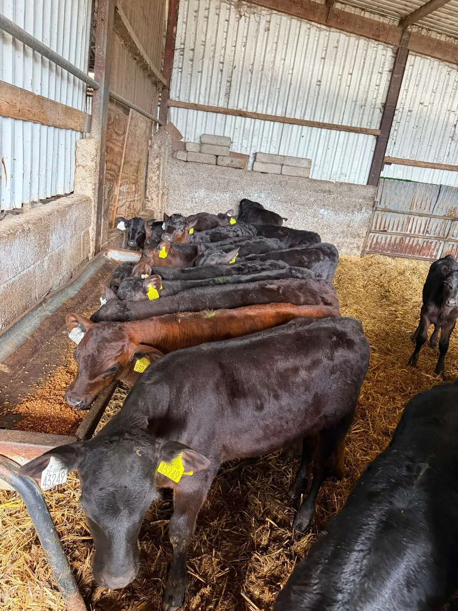Angus Calves - Image 2