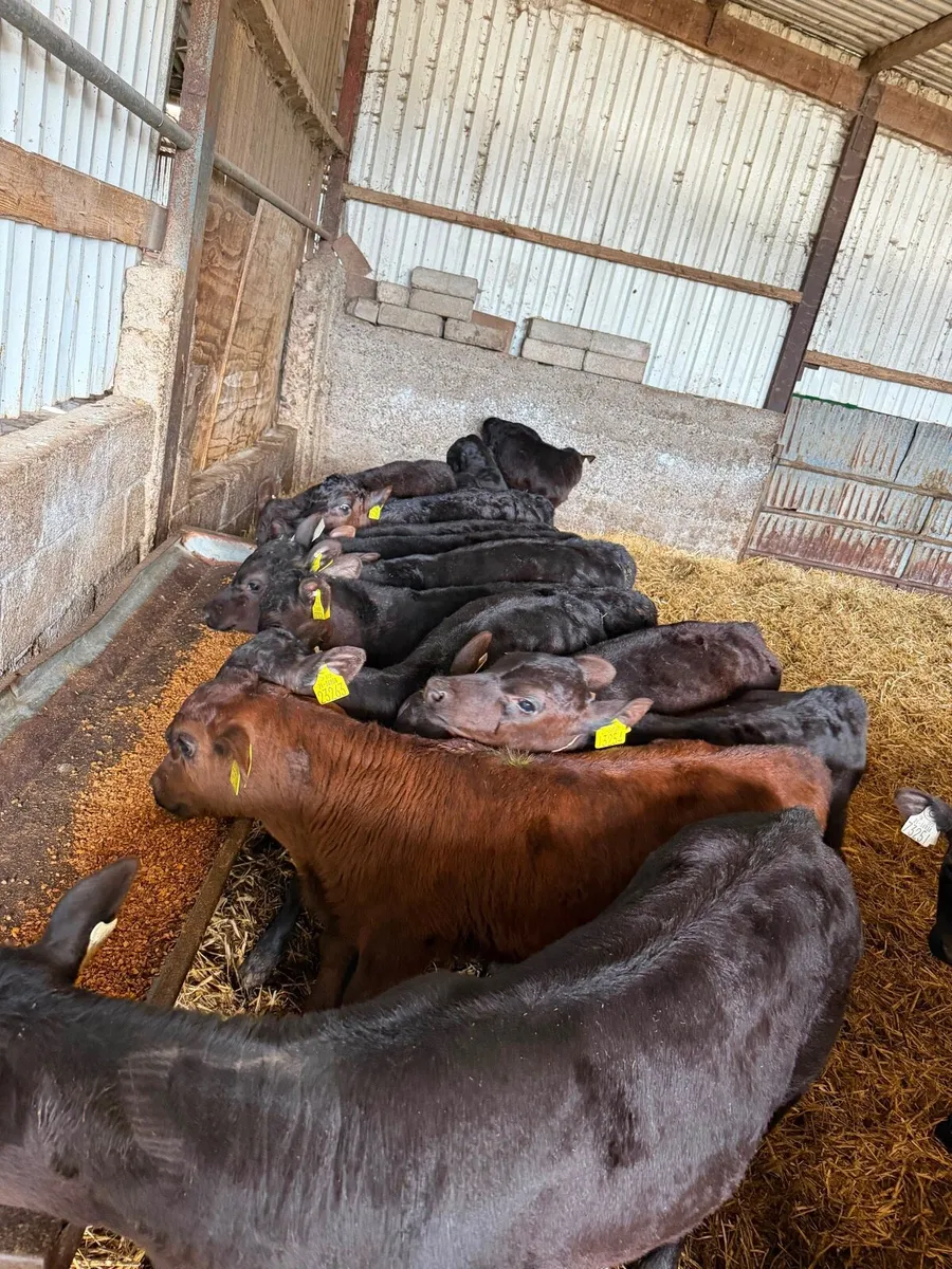 Angus Calves - Image 3