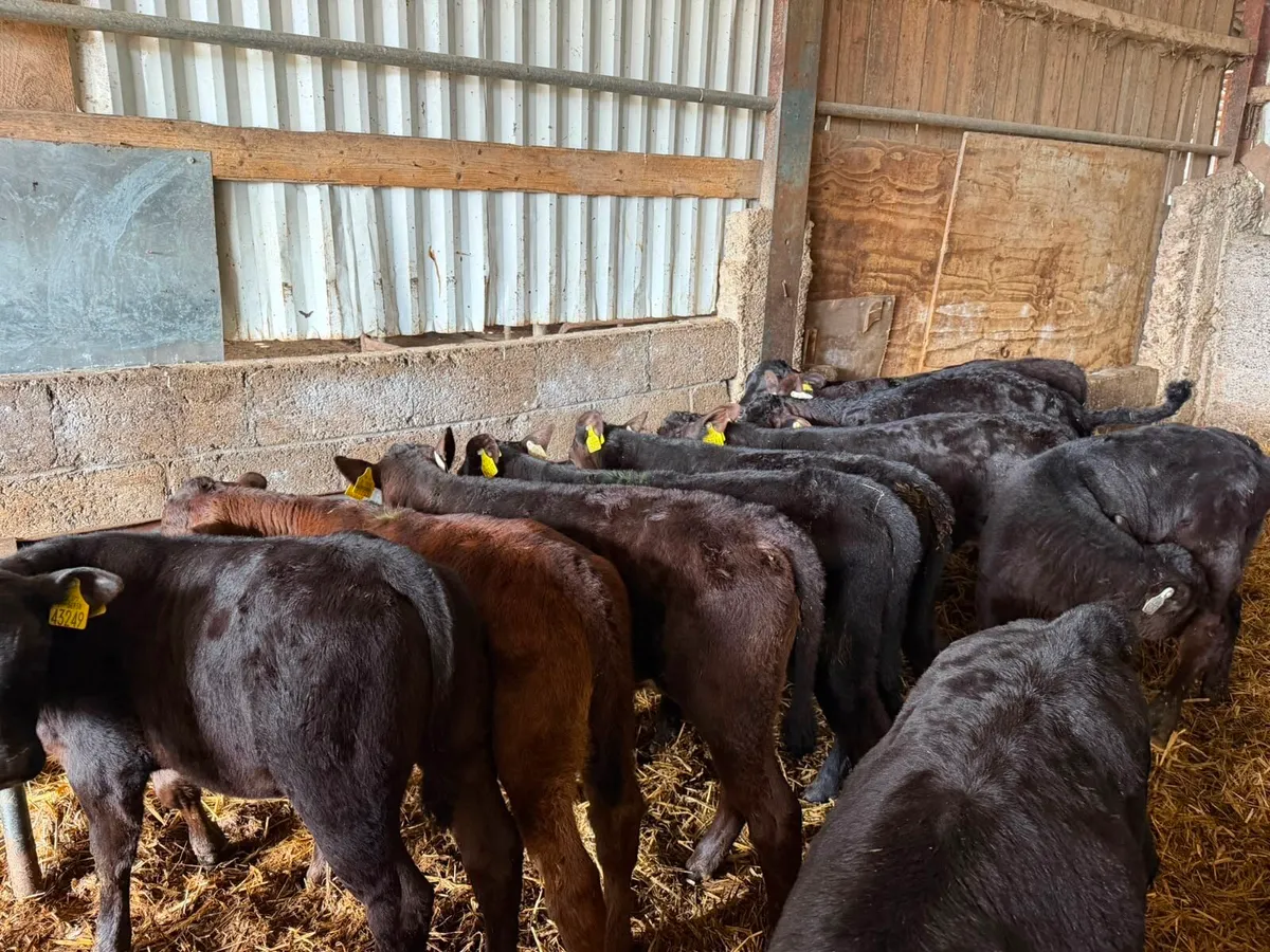 Angus Calves - Image 4