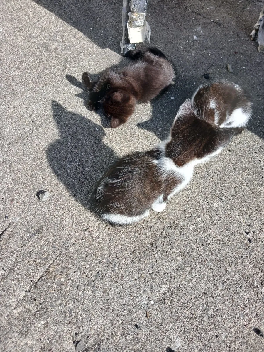 Kittens - Image 1