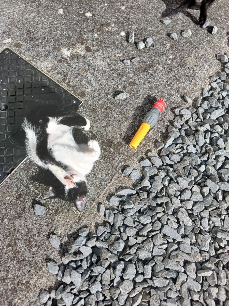 Kittens - Image 3