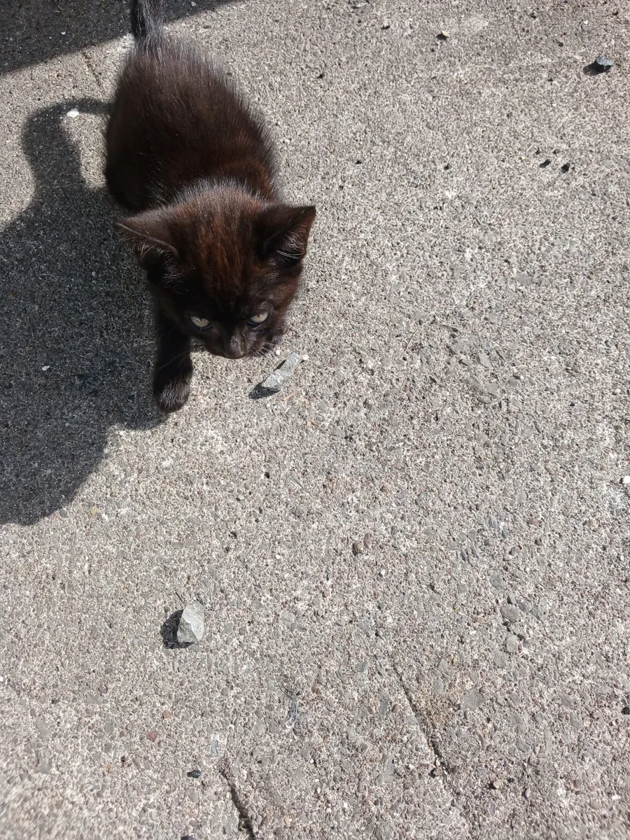 Kittens - Image 4