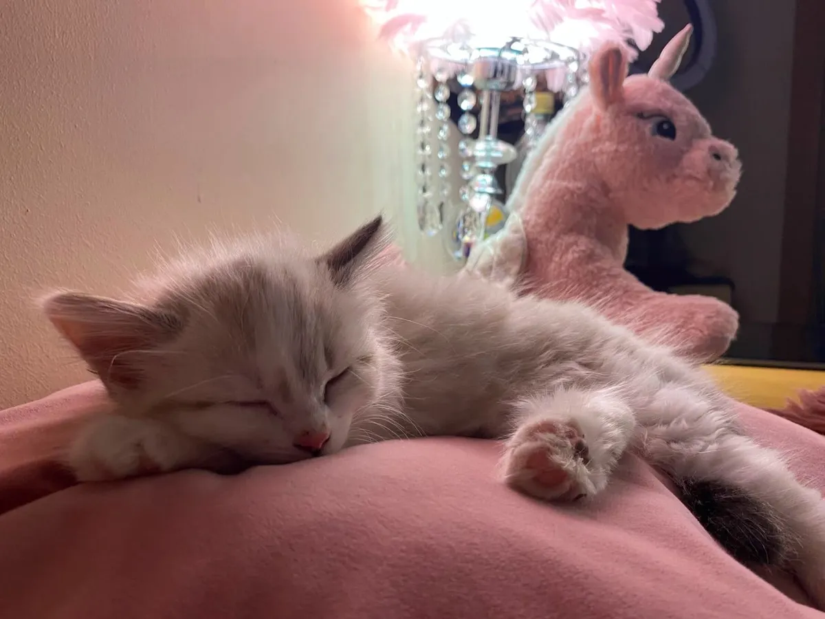 Kitten - Image 2