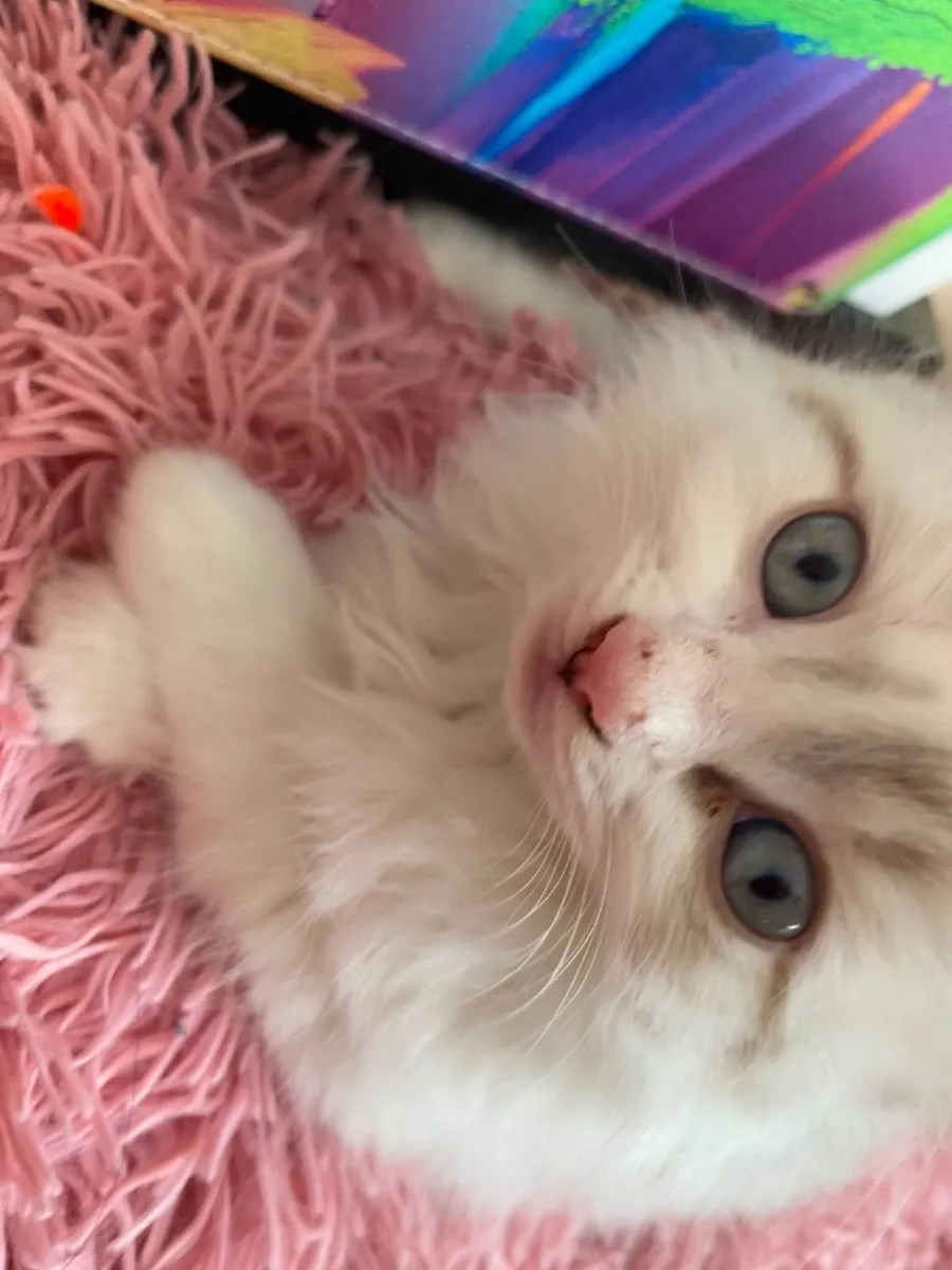 Kitten - Image 3