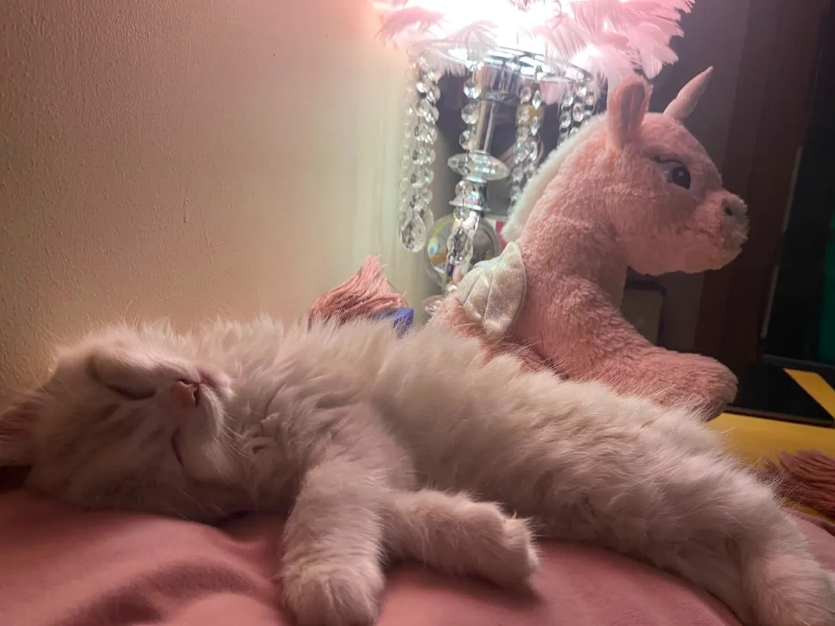 Kitten - Image 4