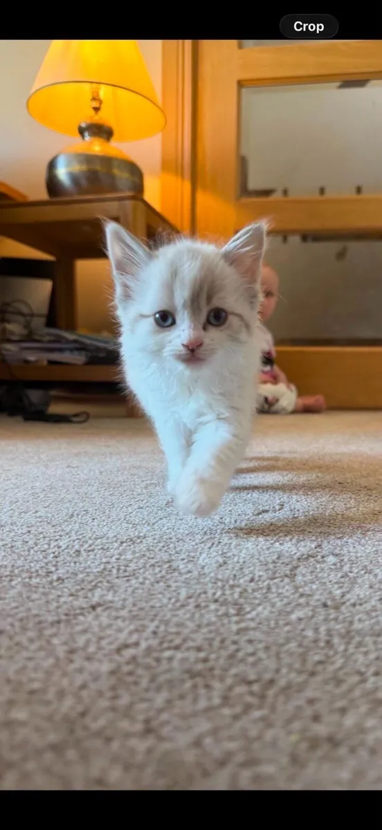 Kitten - Image 1