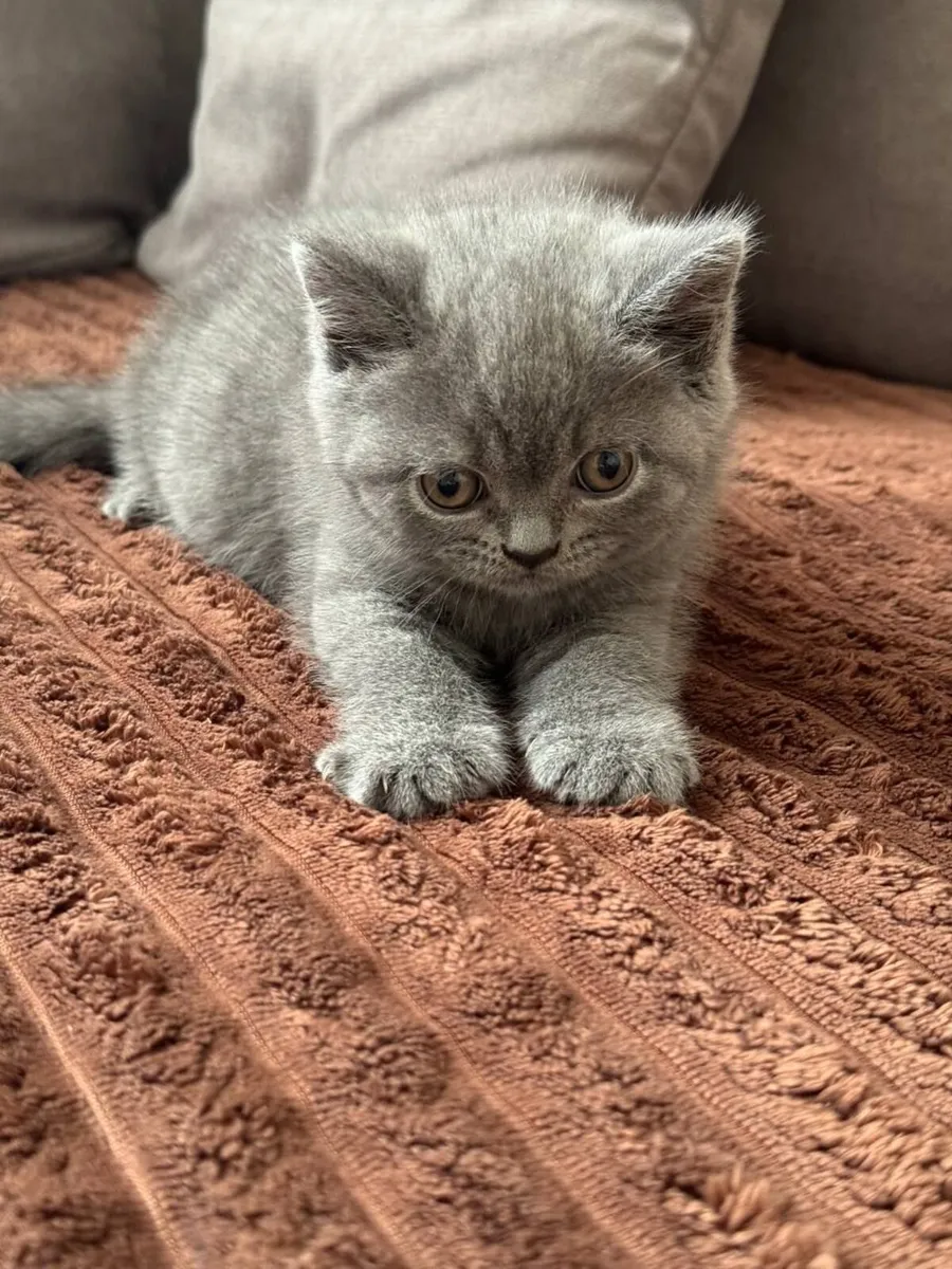 British shorthair male kitten - Image 4