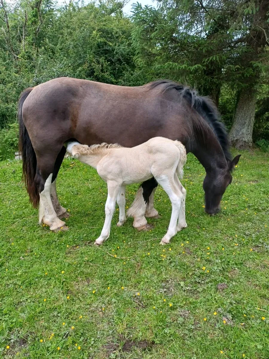 Filly and horse foal - Image 1