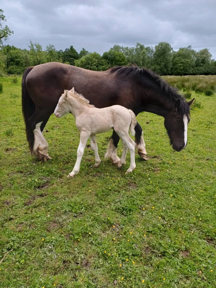 Filly and horse foal - Image 2