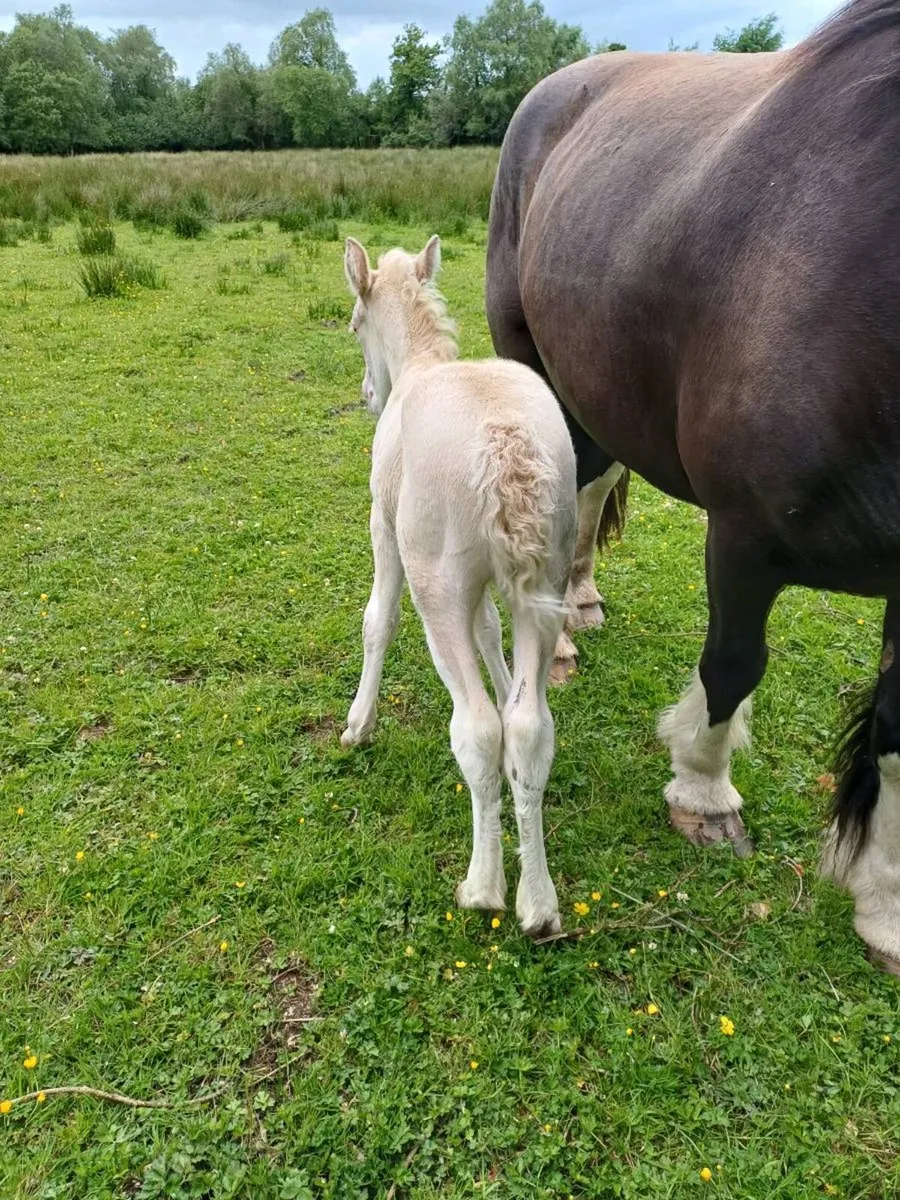 Filly and horse foal - Image 3