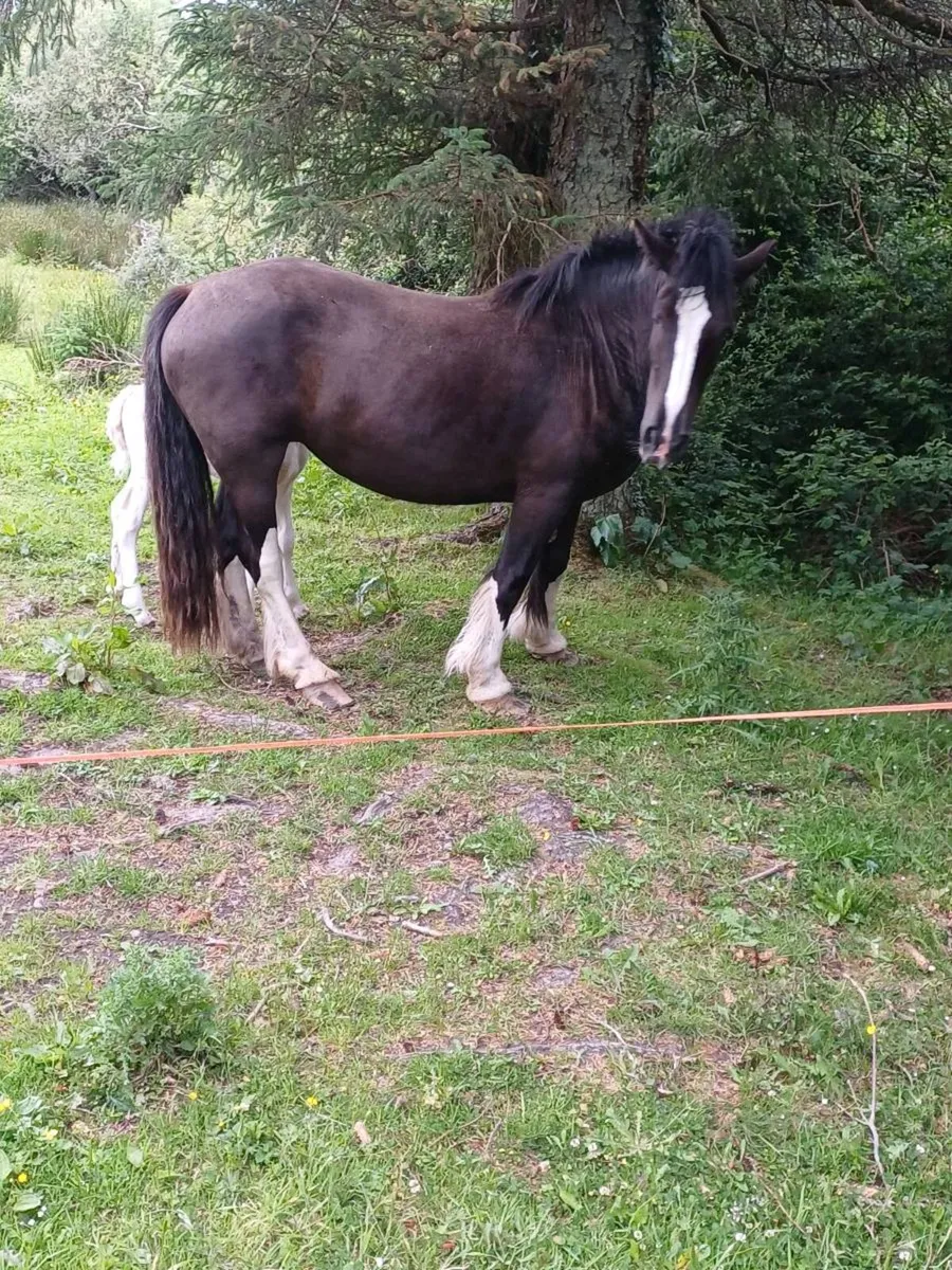 Filly and horse foal - Image 4