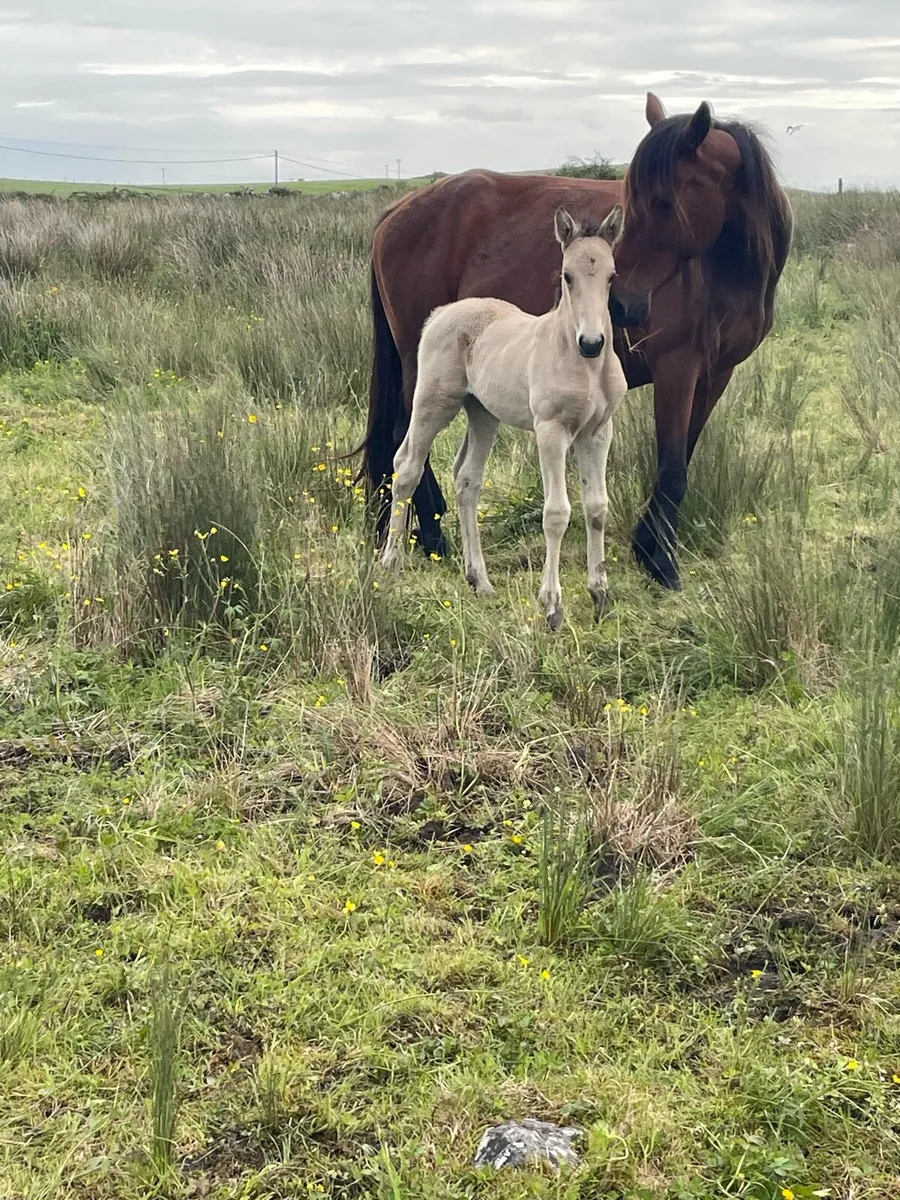 Mare + Foal - Image 1