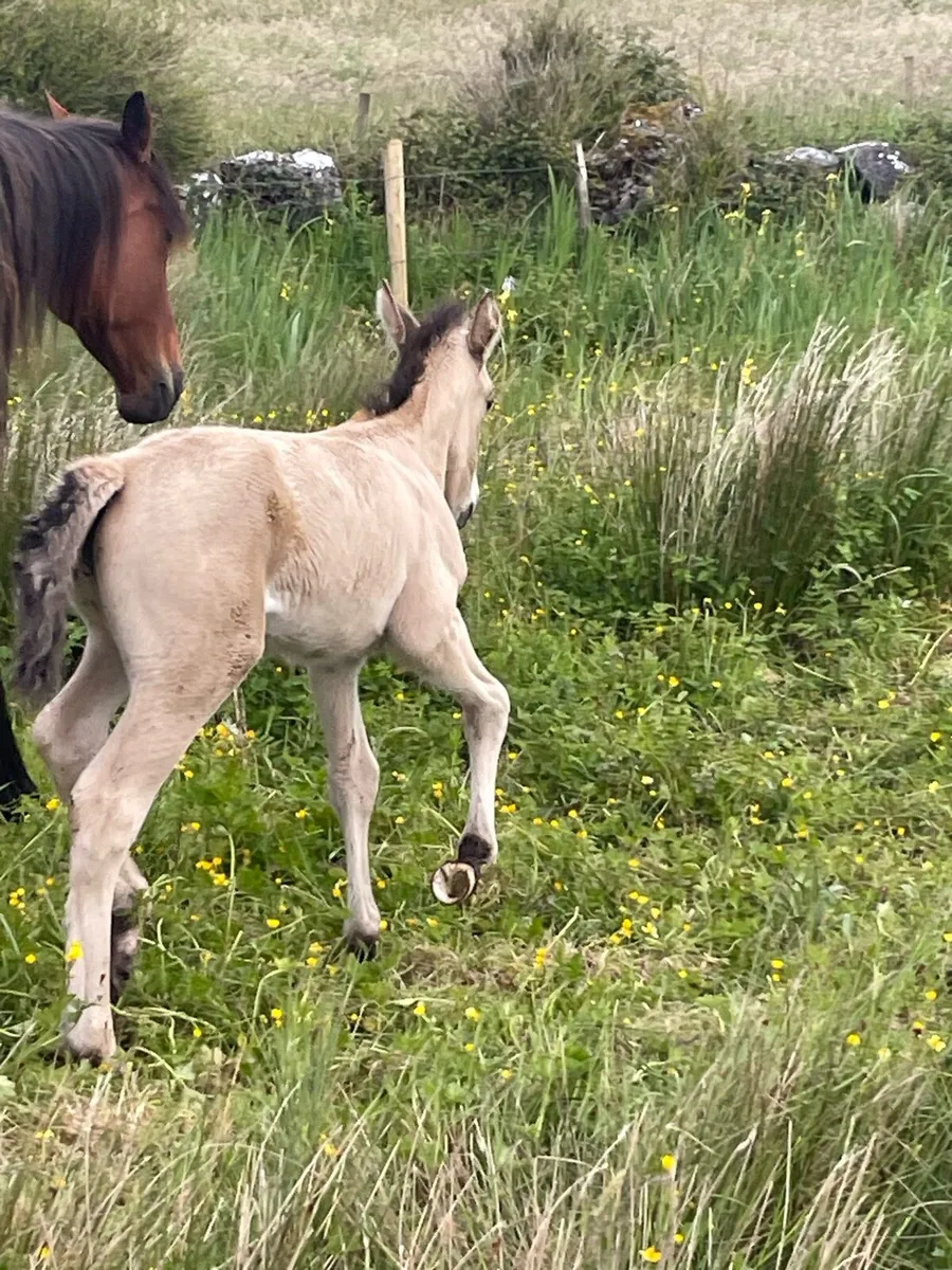 Mare + Foal - Image 3