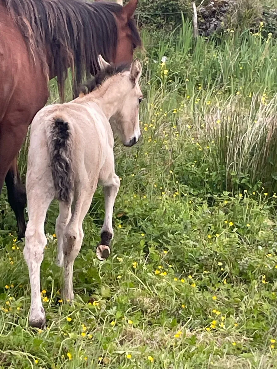Mare + Foal - Image 4